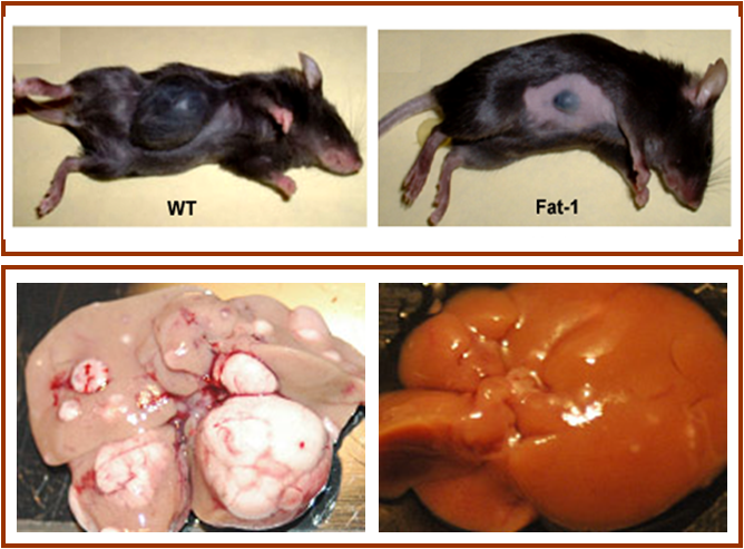 Anti-cancer