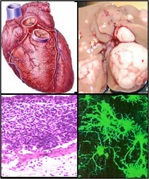 Lipid Medicine